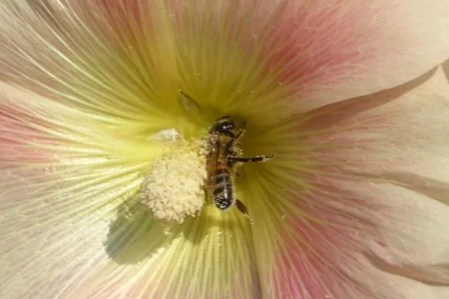Bee in flower